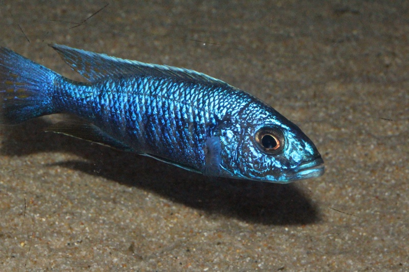 Sciaenochromis fryeri 'Jalo Reef'